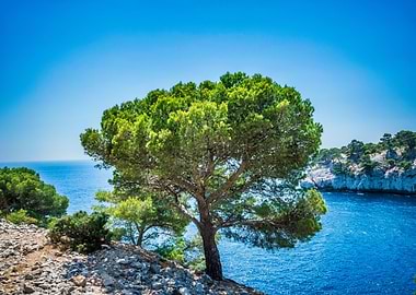 Coastal Tree and Blue Waters in Cassis