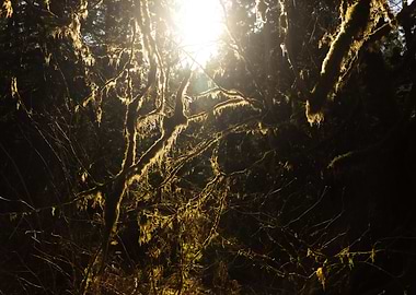 Sunlight Through Mossy Branches