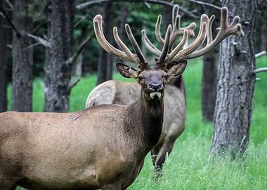 Elk in Forest