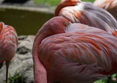 Pink Flamingo Resting