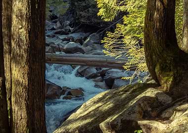 Forest Stream View