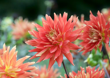 Coral Dahlia Blooms