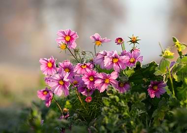 Pink Cosmos Flowers