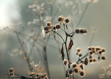 Delicate Winter Blooms