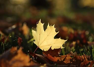 Autumn Leaf Close-Up