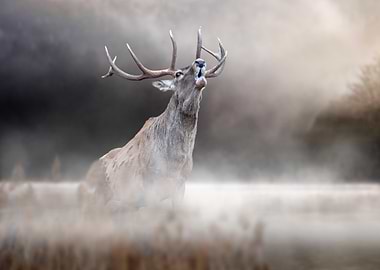 Red Deer in Fog