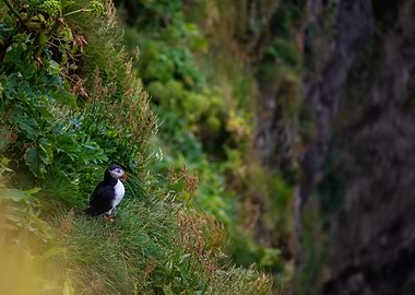 Puffin on a Cliffside