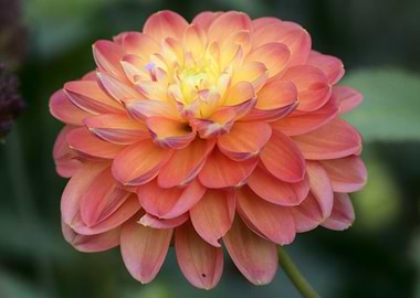 Peach and Yellow Dahlia