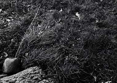 In The Back Yard Black and White