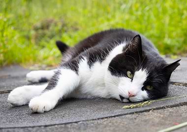 Black and White Cat Relaxing