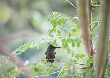 Antillean Crested Hummingbird on Branch