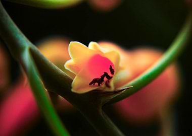 Close-up Agave cactus Flower