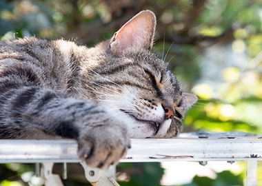 Sleeping Tabby Cat