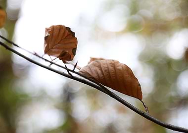 Autumn Leaves on Branch