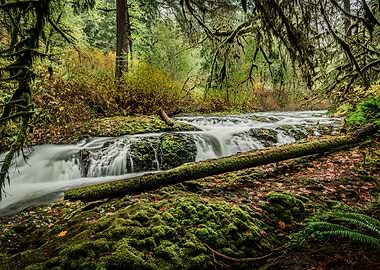 Forest Stream Waterfall