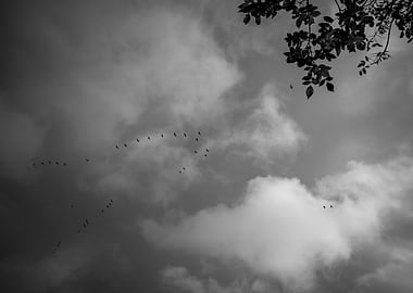 Birds in Flight