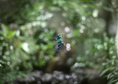 Blue Poison Dart Frog
