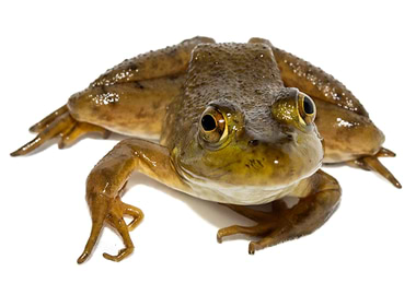 American Frog Close-Up