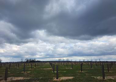 Cloudy Field with Posts