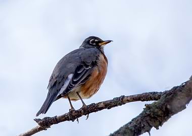 American Robin on Branch