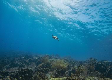Sea Turtle Underwater