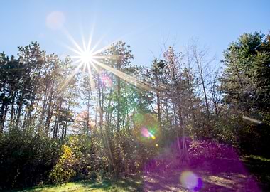 Bright Sunbeams Through Trees