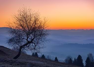 Silhouetted Tree at Sunset