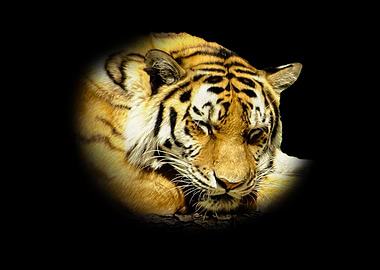 Sleeping Tiger