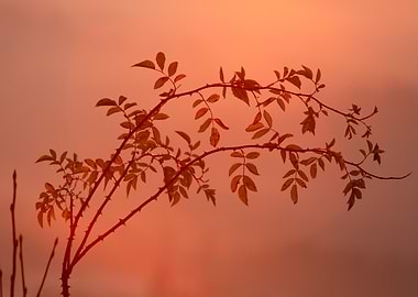 Silhouetted Branch at Sunset