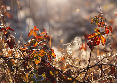 Autumn Leaves in Sunlight