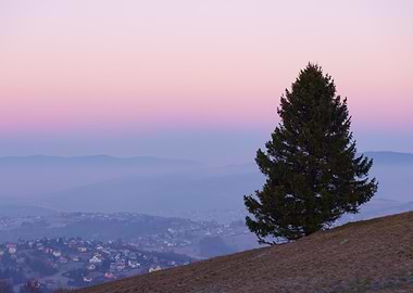 A Lonely Tree at a Pink Dawn