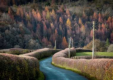 Autumn Road Through Forest