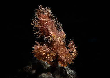 Floating Hairy Octopus