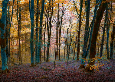 Autumn Forest Dream