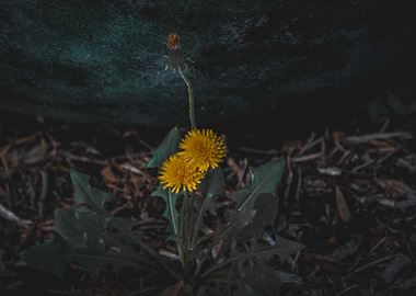 Dandelion in the Dark
