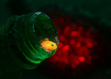 Clown Goby in a Bottle