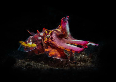 Flamboyant Cuttlefish