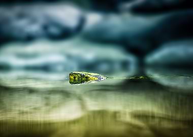 Green Snake in Water