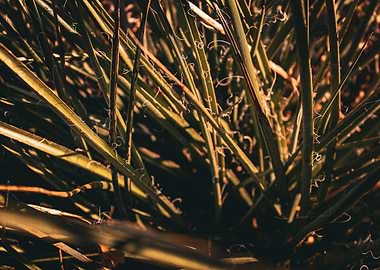 Plant Cluster in The Sun
