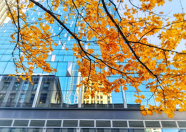 Autumn Leaves and Cityscape