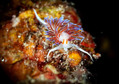 Colorful Nudibranch on Coral