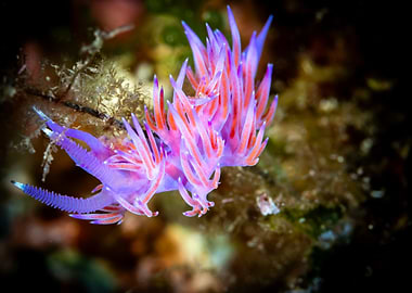 Purple and Red Nudibranch