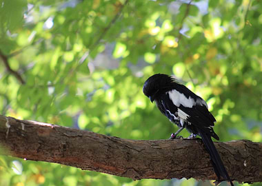 Black and White Bird on Branch