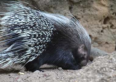 Porcupine Close-Up