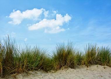 Beach Grass and Blue Sky