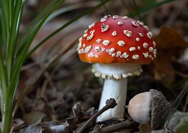 Fly Agaric In The Forest