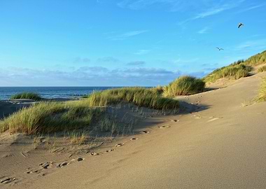 Sandy Beach with Seagulls