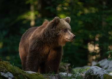 Brown Bear In Forest
