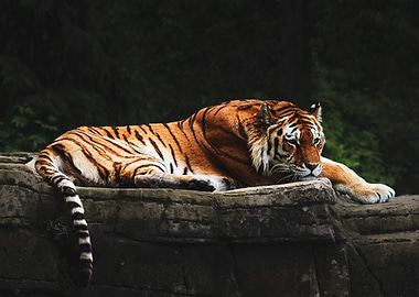 Tiger Resting on Rock