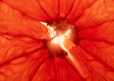 Grapefruit Close-Up